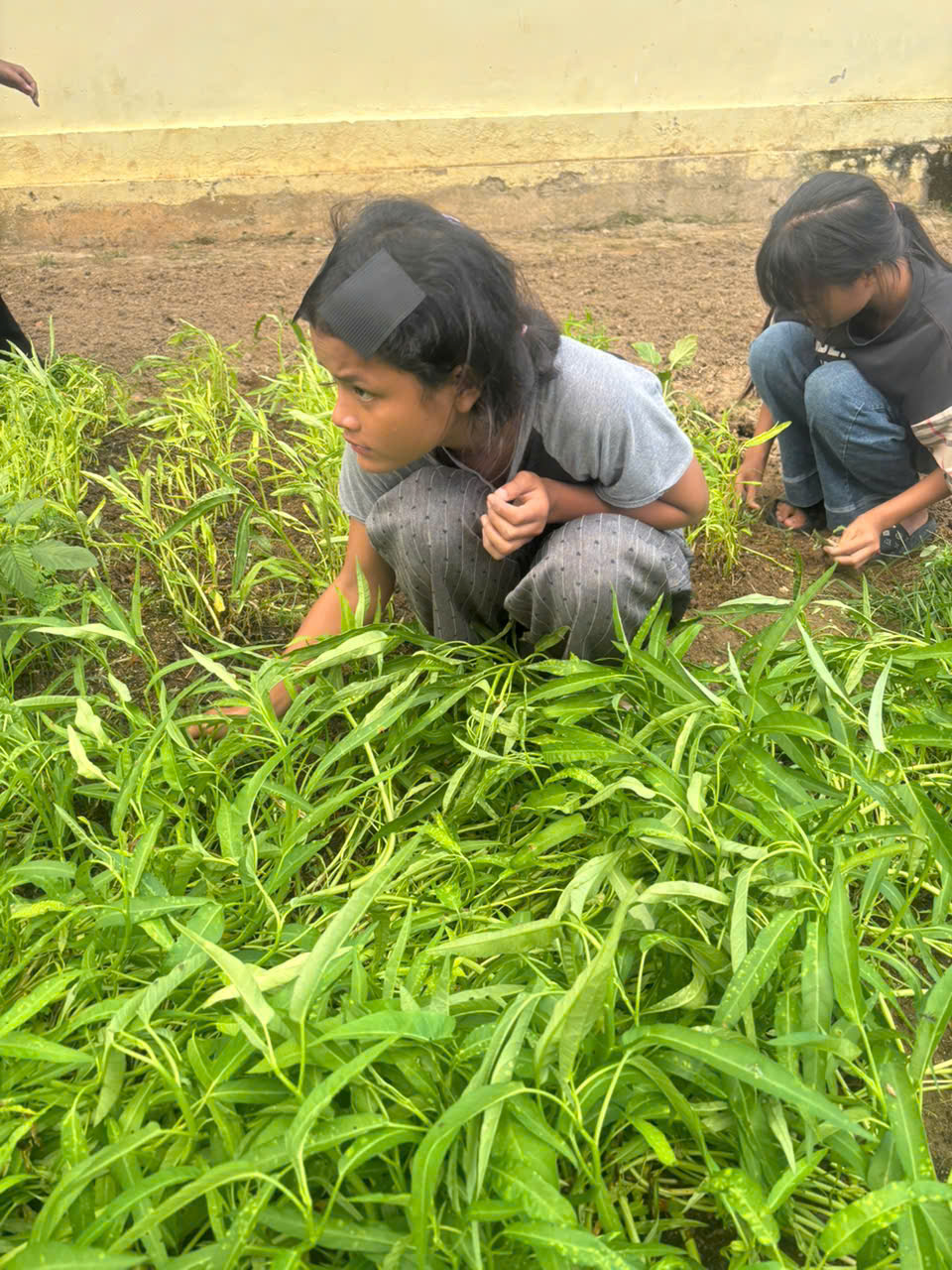 Vườn Rau Bán Trú: Ươm Mầm Xanh – Gửi Trao Những Bữa Ăn Ngon